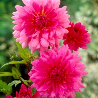 Dalia różowa - Dahlia Pink