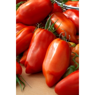 Pomidor Hugo - w kształcie papryki, średnio wczesny, szklarniowy i tunelowy