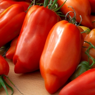 Pomidor Hugo - w kształcie papryki, średnio wczesny, szklarniowy i tunelowy