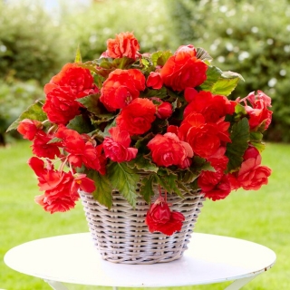 Begonia pachnąca - Odorata Red Glory - 2 szt.
