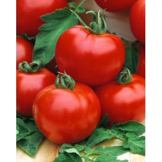 Pomidor Honey Moon F1 - szklarniowy, malinowy, wczesny - nasiona profesjonalne dla każdego