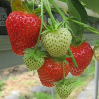 Truskawka Malling Allure - duże owoce wysokiej jakości - 500 sadzonek XL