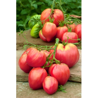 Pomidor Bawole Serce Oxheart - gruntowy Malinowy