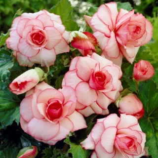 Begonia - Picotee White - biało-różowa - duża paczka! - 20 szt.