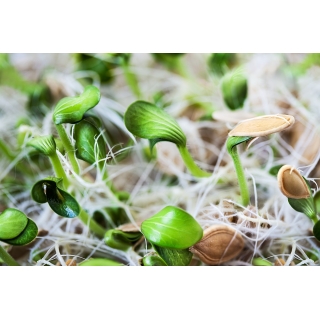 BIO Nasiona na kiełki - Dynia - certyfikowane nasiona ekologiczne