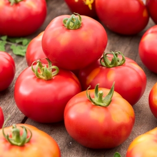 Pomidor Janko F1 - gruntowy i tunelowy