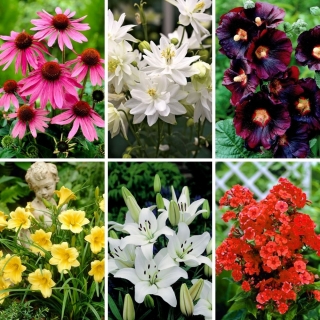 Wiosenne bestsellery - kolekcja 6 odmian sadzonek kwiatów