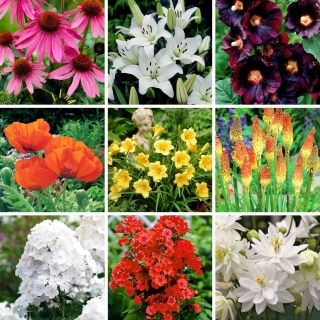 Wiosenne bestsellery - kolekcja 9 odmian sadzonek kwiatów