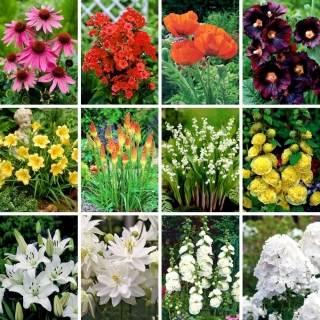 Wiosenne bestsellery - kolekcja 12 odmian sadzonek kwiatów
