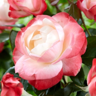 Róża wielkokwiatowa biała z czerwono-bordowym obrzeżeniem - sadzonka