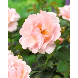 Róża parkowa jasnoróżowa - sadzonka