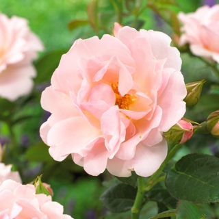 Róża parkowa jasnoróżowa - sadzonka