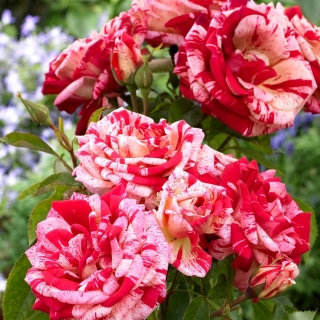 Róża rabatowa paskowana czerwono-biała - sadzonka