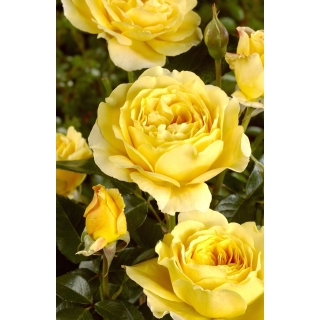 Róża rabatowa złotożółta - sadzonka
