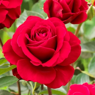 Róża rabatowa czerwona BEZKOLCOWA - sadzonka