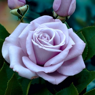 Róża wielkokwiatowa - Dr Blue - sadzonka