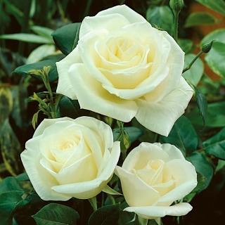 Róża wielkokwiatowa - Virgo - sadzonka