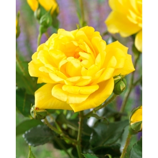 Róża rabatowa - Allgold - sadzonka