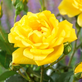Róża rabatowa - Allgold - sadzonka