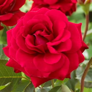 Róża rabatowa - Concerto - sadzonka