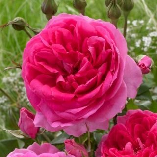 Róża pnąca - Pink Cloud - sadzonka