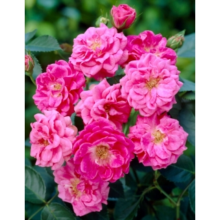Róża parkowa - Elmshorn - sadzonka