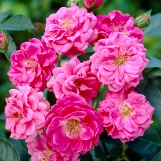 Róża parkowa - Elmshorn - sadzonka
