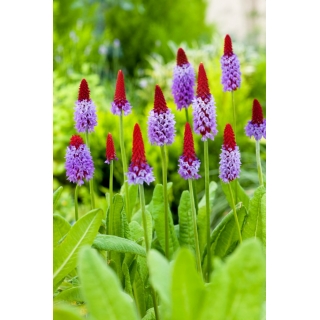 Pierwiosnek storczykowy - Primula vialii - sadzonka - GIGA paczka! - 50 szt.