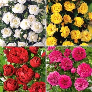Róża pnąca - zestaw najpopularniejszych odmian - 4 sadzonki