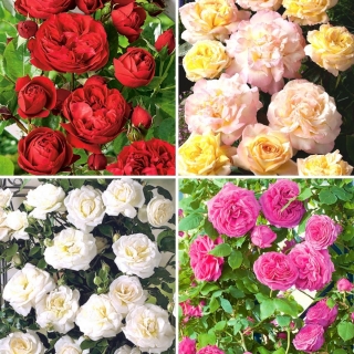 Róża pnąca - zestaw urokliwych odmian - 4 sadzonki