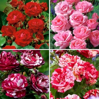 Róża rabatowa - zestaw odmian w odcieniach czerwieni i różu - 4 sadzonki