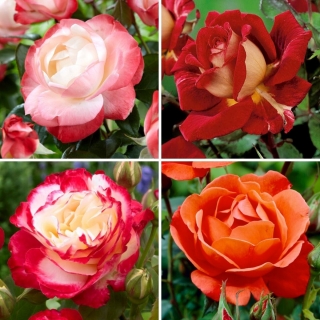 Róża wielkokwiatowa - zestaw odmian o ciepłych odcieniach - 4 sadzonki