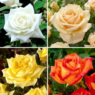 Róża wielkokwiatowa - zestaw urokliwych odmian - 4 sadzonki