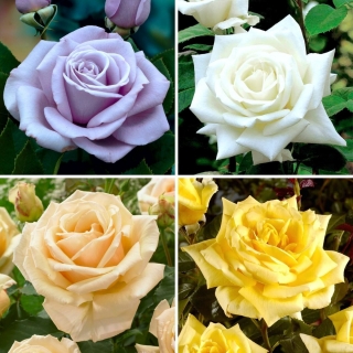 Róża wielkokwiatowa - zestaw urzekających odmian - 4 sadzonki