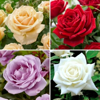 Róża wielkokwiatowa - zestaw zjawiskowych odmian - 4 sadzonki