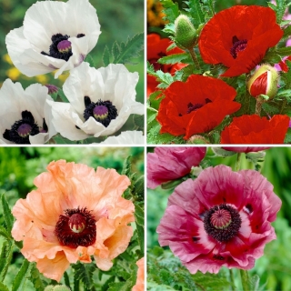 Sadzonki maków - zestaw 4 odmian kwiatów