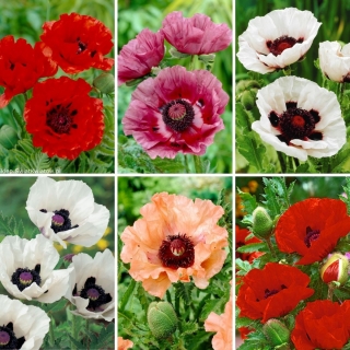 Sadzonki maków - zestaw 6 odmian kwiatów