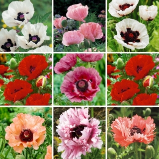 Sadzonki maków - zestaw 9 odmian kwiatów