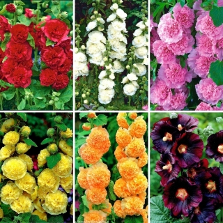 Sadzonki malwy - zestaw 6 odmian kwiatów