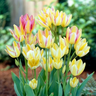 Tulipan Antoinette - duża paczka! - 50 szt.
