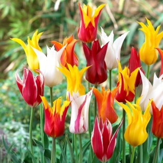 Tulipan liliokształtny mix - Lilyflowering mix - GIGA paczka! - 250 szt.