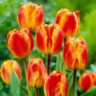 Tulipan Fringed Solstice - GIGA paczka! - 250 szt.