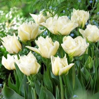 Tulipan Global Desire - duża paczka! - 50 szt.