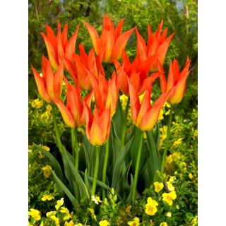 Tulipan Lilyfire - GIGA paczka! - 250 szt.