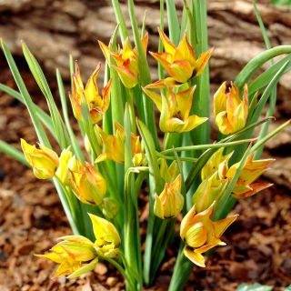 Tulipan orphanidea Flava - 5 szt.