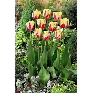 Tulipan World Expression - duża paczka! - 50 szt.