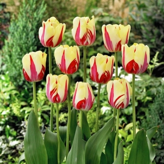 Tulipan World Expression - duża paczka! - 50 szt.
