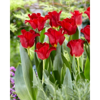 Tulipan Red Dress - GIGA paczka! - 250 szt.