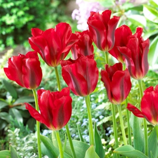 Tulipan Red Springgreen - 5 szt.