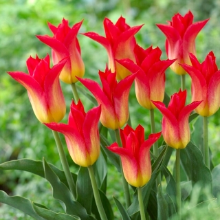 Tulipan Royal Gift - 5 szt.